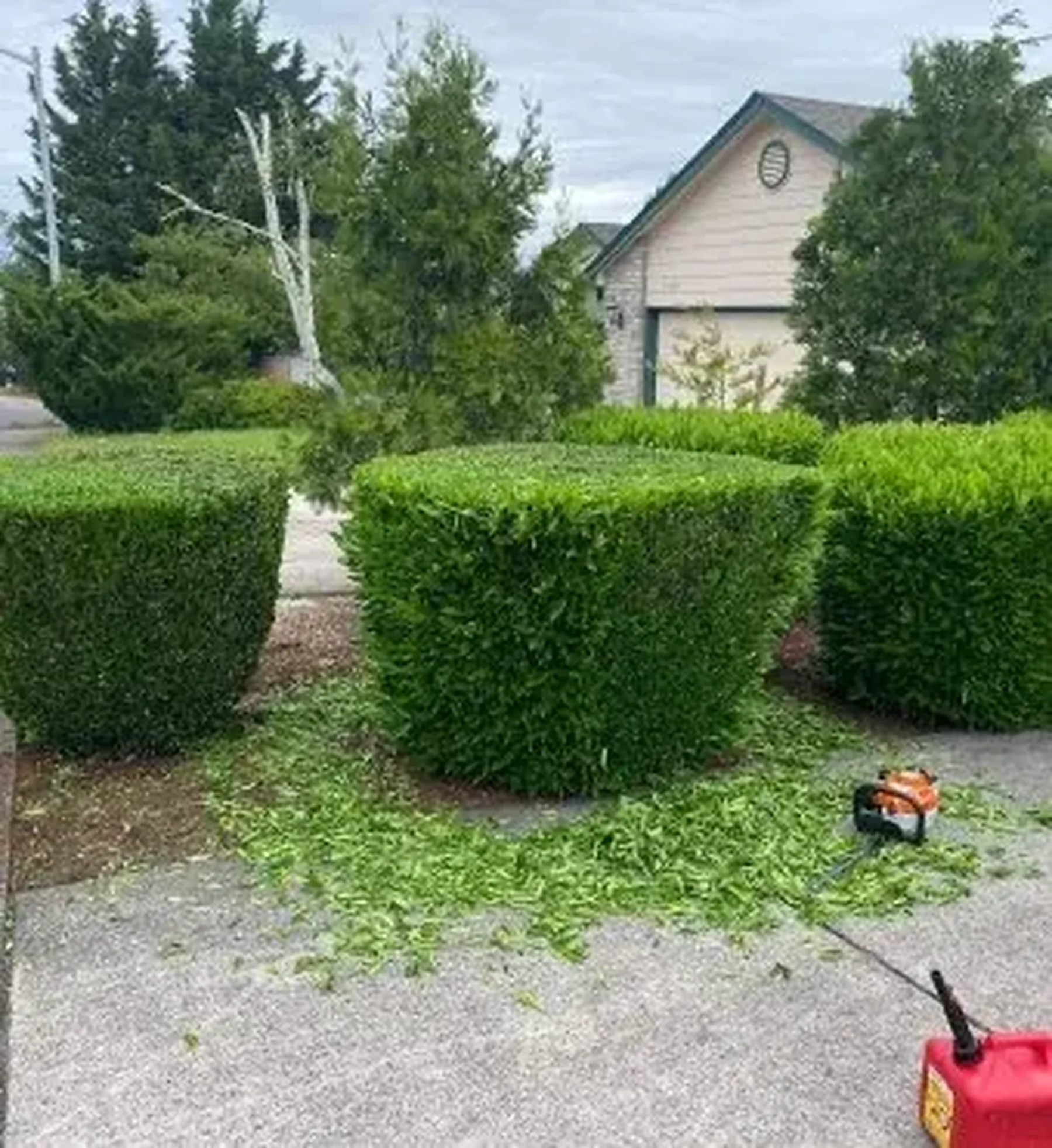 Shrubs trimmed into clean even shapes, clippings still on the driveway
