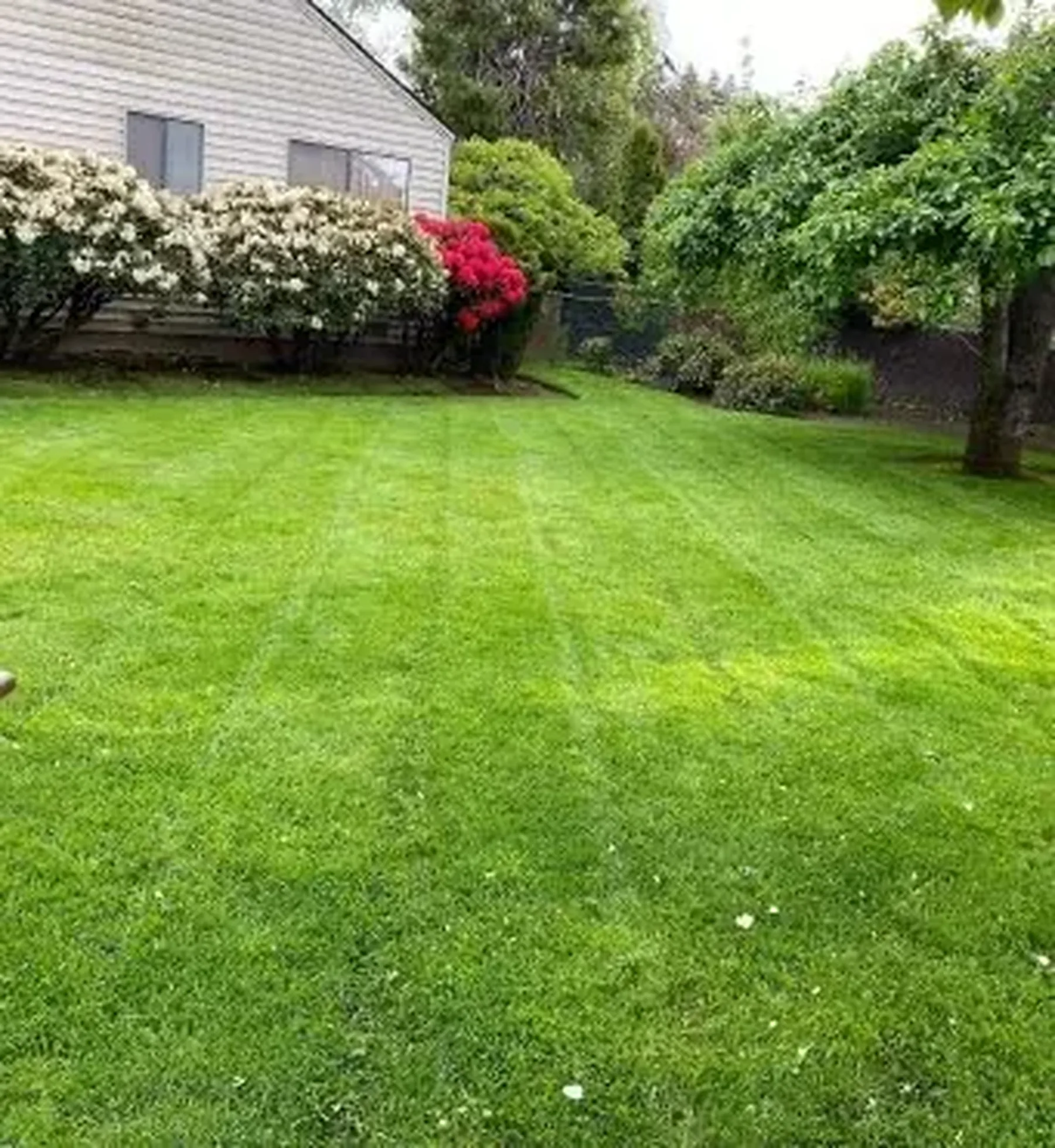 Backyard lawn and beds in Salem after a full yard cleanup by Jose's Lawn Services