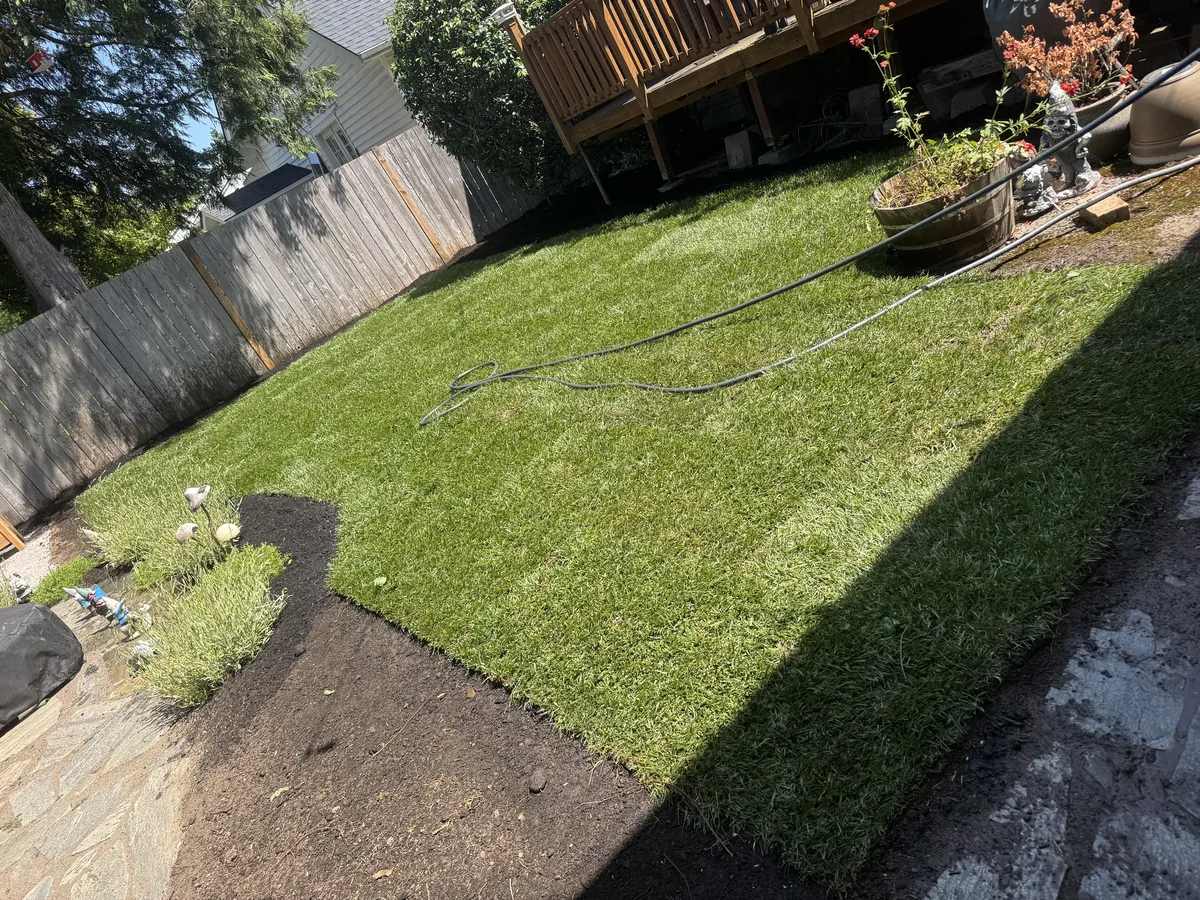Finished backyard lawn