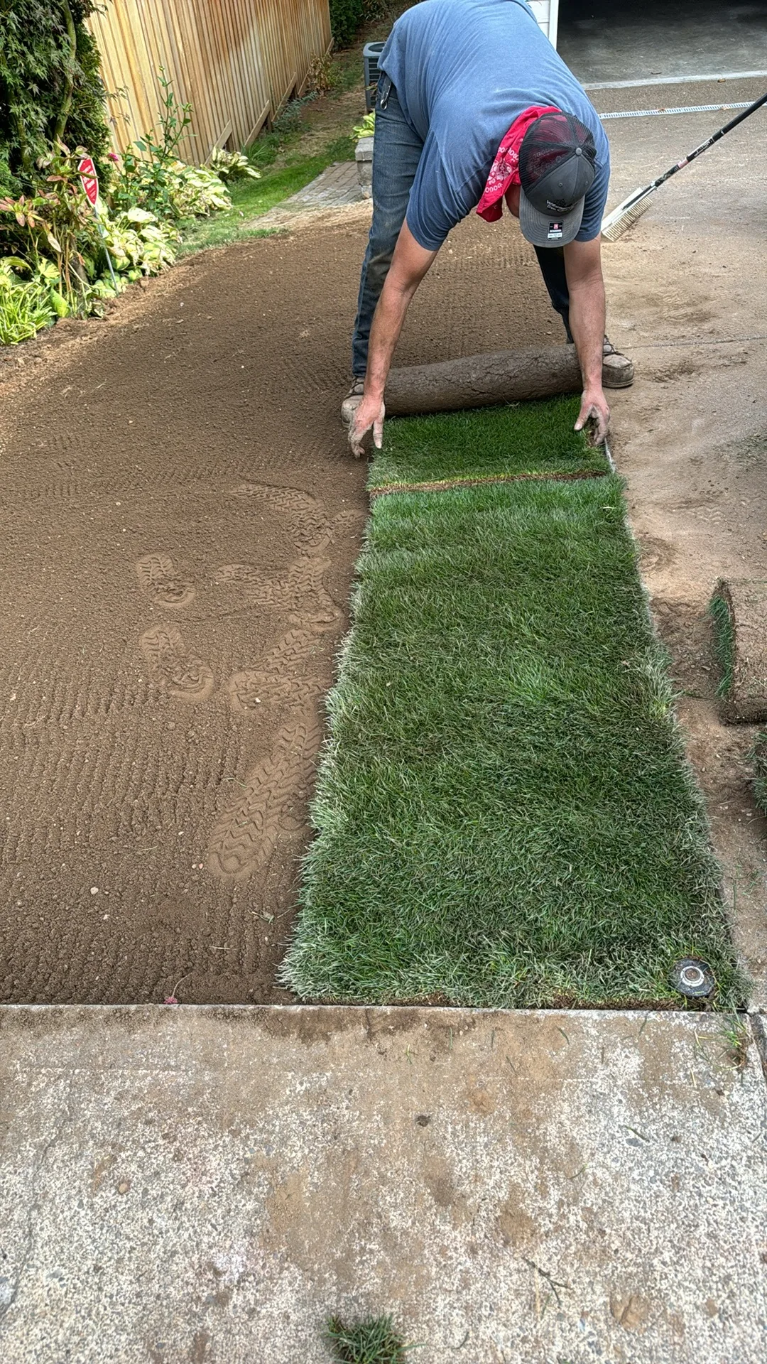 Rolling out sod along a driveway